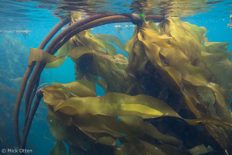 Bull Kelp