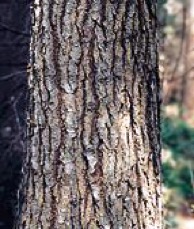 Grand fir bark