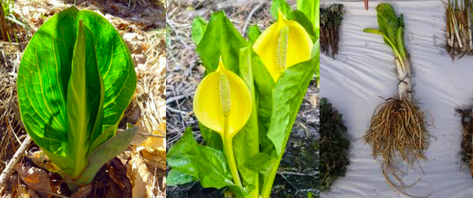 Image of Skunk Cabbage