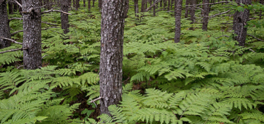 Picture of bracken fern