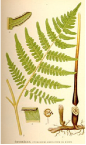 Picture of bracken fern identification 