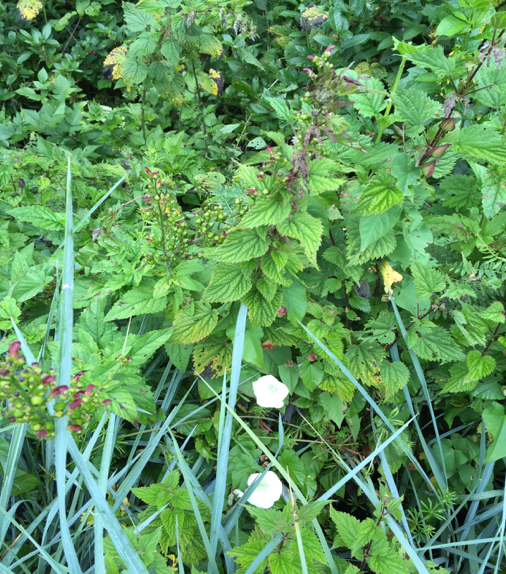 Stinging Nettle (Personal Photo, Conrad Parken, June 2016)