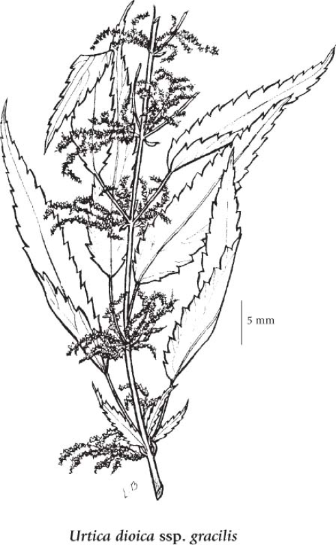 Stinging Nettle Botanical Drawing (Douglas, 1999)