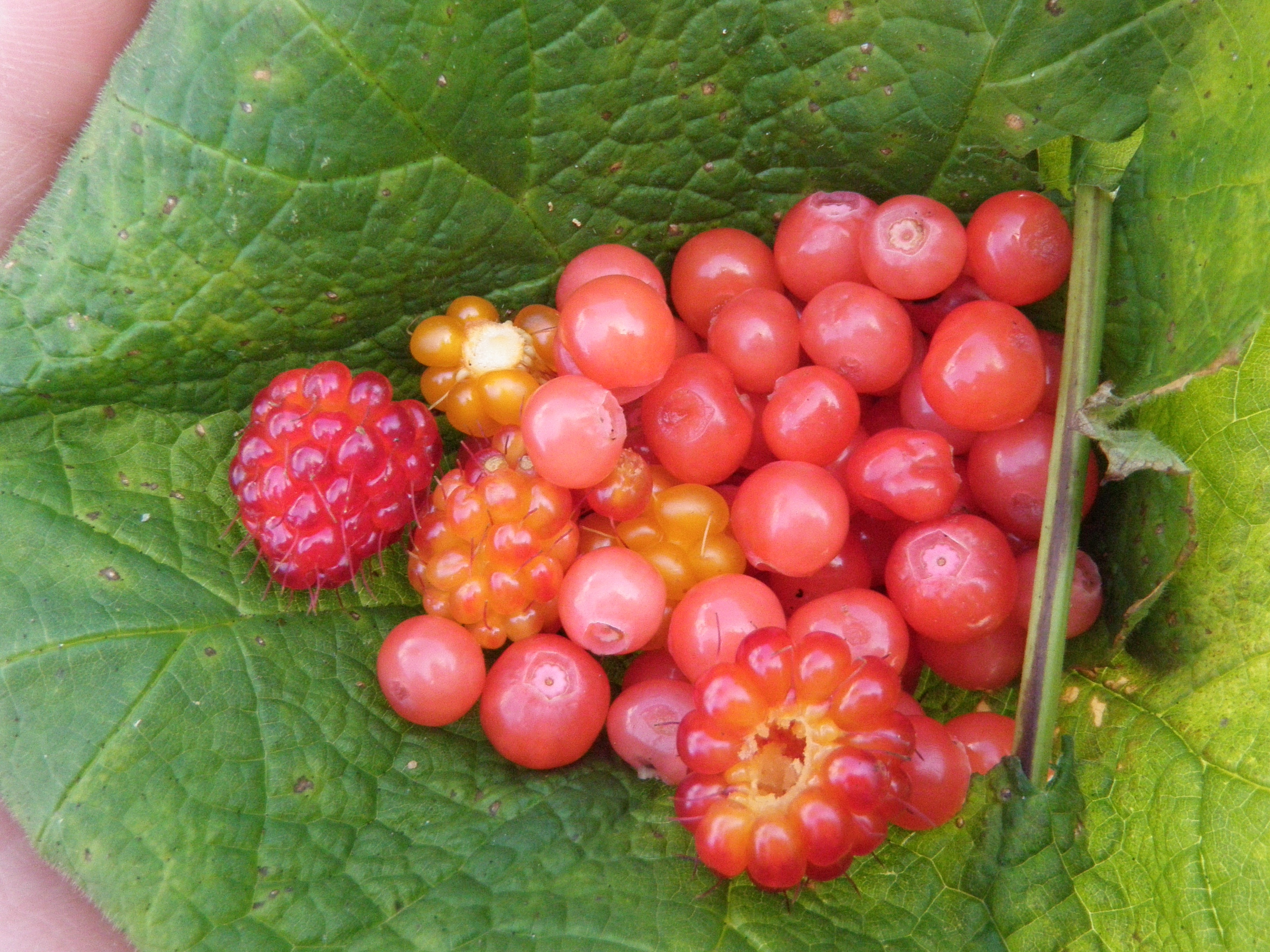 Assorted berries dotting Coastal BC (Salmon berries, huckleberries)