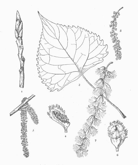 Black Cottonwood Botanical Drawing (Otis, 1931)