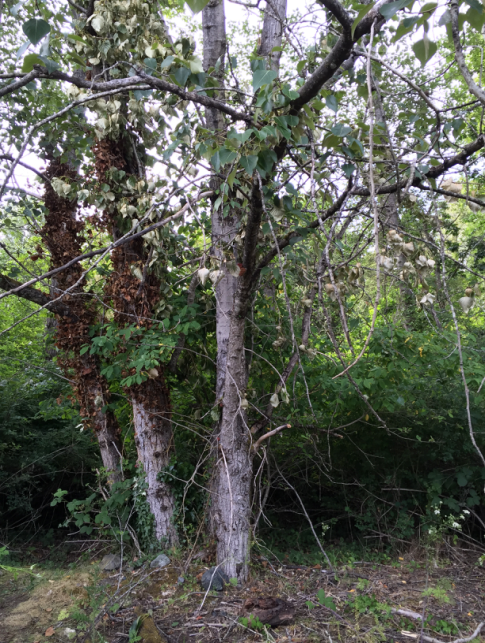 Black Cottonwood (Personal Photo, Conrad Parken, June 2016)