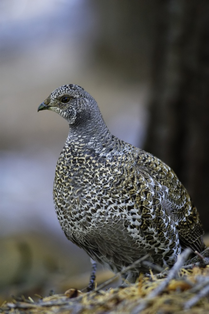 Blue Grouse 