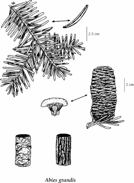 Grand Fir Drawing (E-Flora BC, 2016)