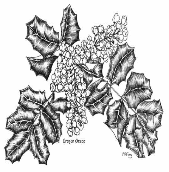 Mahonia aquifolium