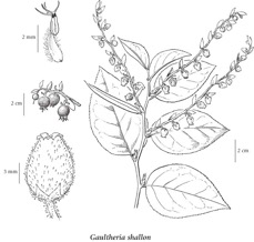 Diagram of Salal Plant 