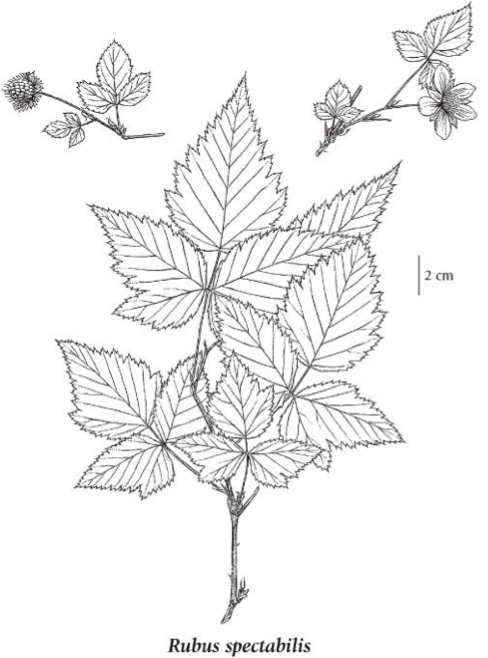 Rubus spectabilis, salmonberry