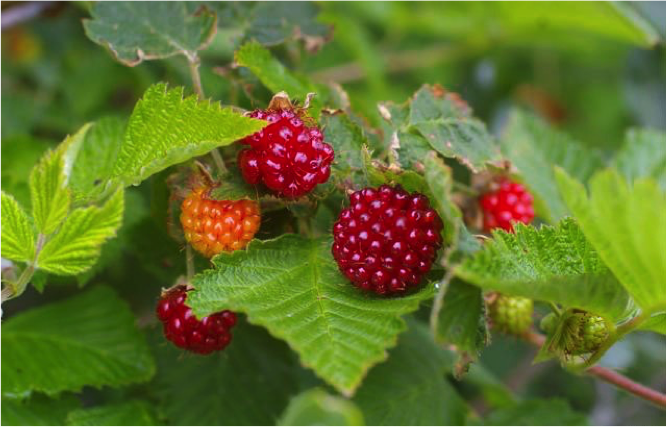 Rubus spectabilis, salmonberry