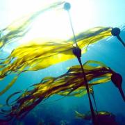 Fig. 1 Bull Kelp from “Ocean treasures” Memorial Library