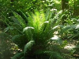 picture of sword fern in the forest