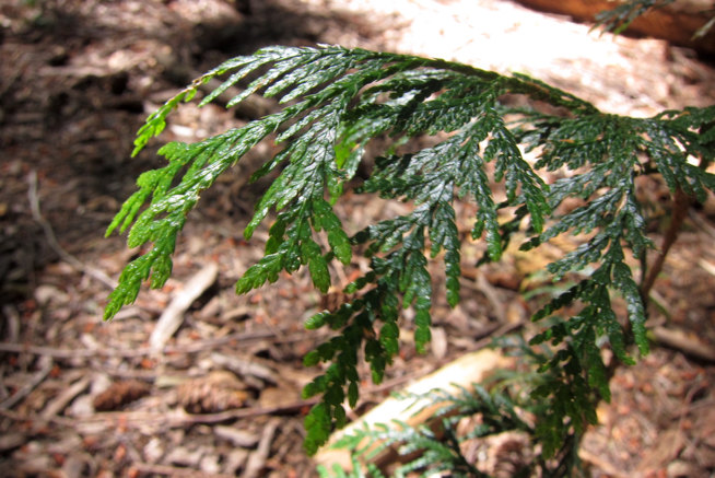 Western Red Cedar (TreeCanada, 2016)