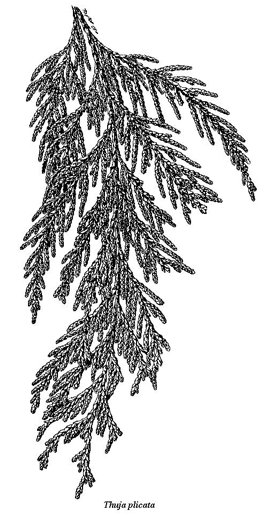 Western Red Cedar Botanical Drawing (for.gov.bc., 2016)