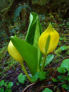 Image of Skunk Cabbage