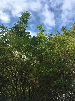 Red Elderberry Bush: tall, green, and leafy with blue sky in the background