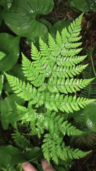 Picture of bracken fern