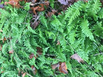 Licorice Fern