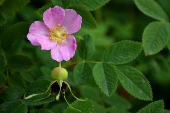 Nootka Rose Image