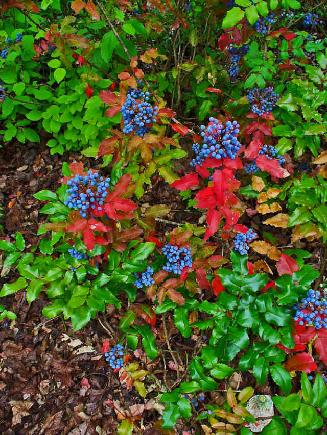 Oregon Grape (http://www.herbalremediesadvice.org/oregon-grape-herb.html)