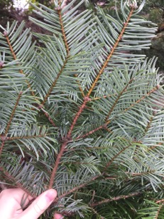 Underside of grand fir needles