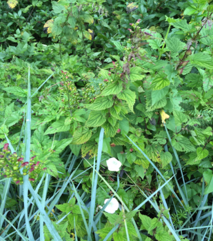 Stinging Nettle (Personal Photo, Conrad Parken, June 2016)