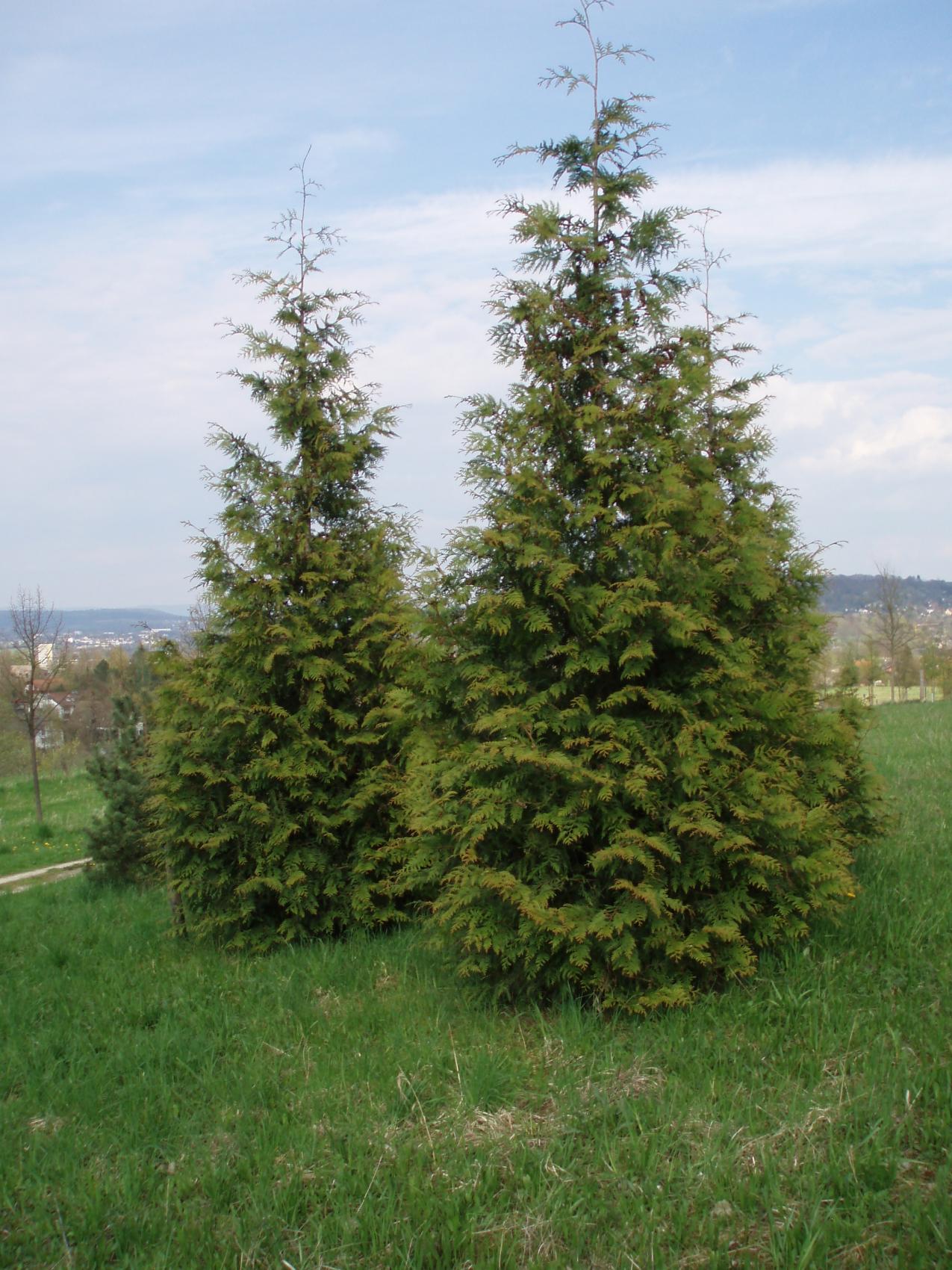 Western Red Cedar (http://www.tree-shop.co.uk/products_detail.asp?productheadingID=1101#sthash.IJ84ZGmq.dpbs)