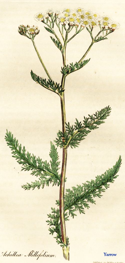 Yarrow Botanical Drawing (http://www.gettyimages.ca/detail/news-photo/white-flowered-yarrow-or-milfoil-achillea-millefolium-news-photo/138602875#white-flowered-yarrow-or-milfoil-achillea-millefolium-handcolored-picture-id138602875)