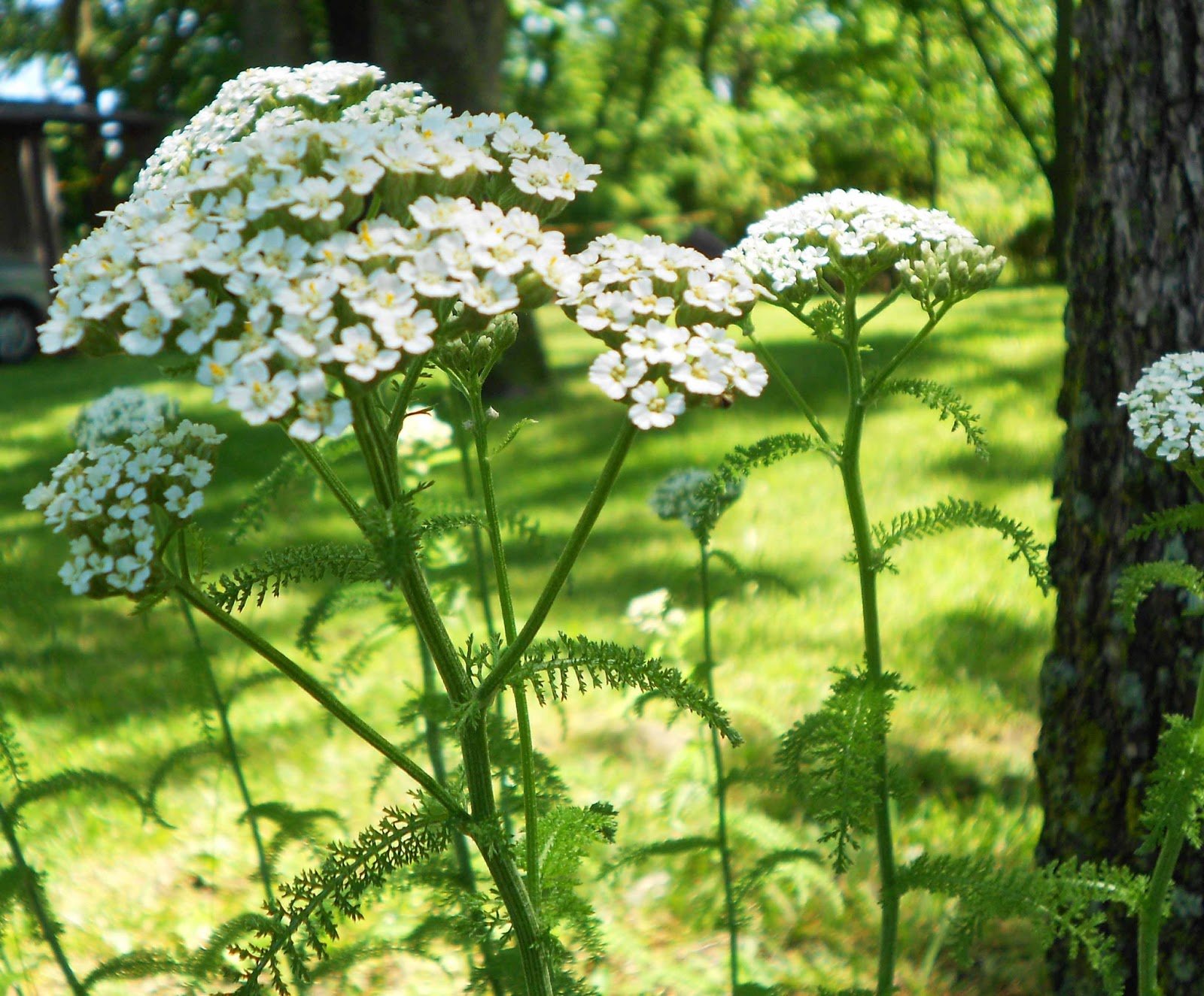 Yarrow Flower