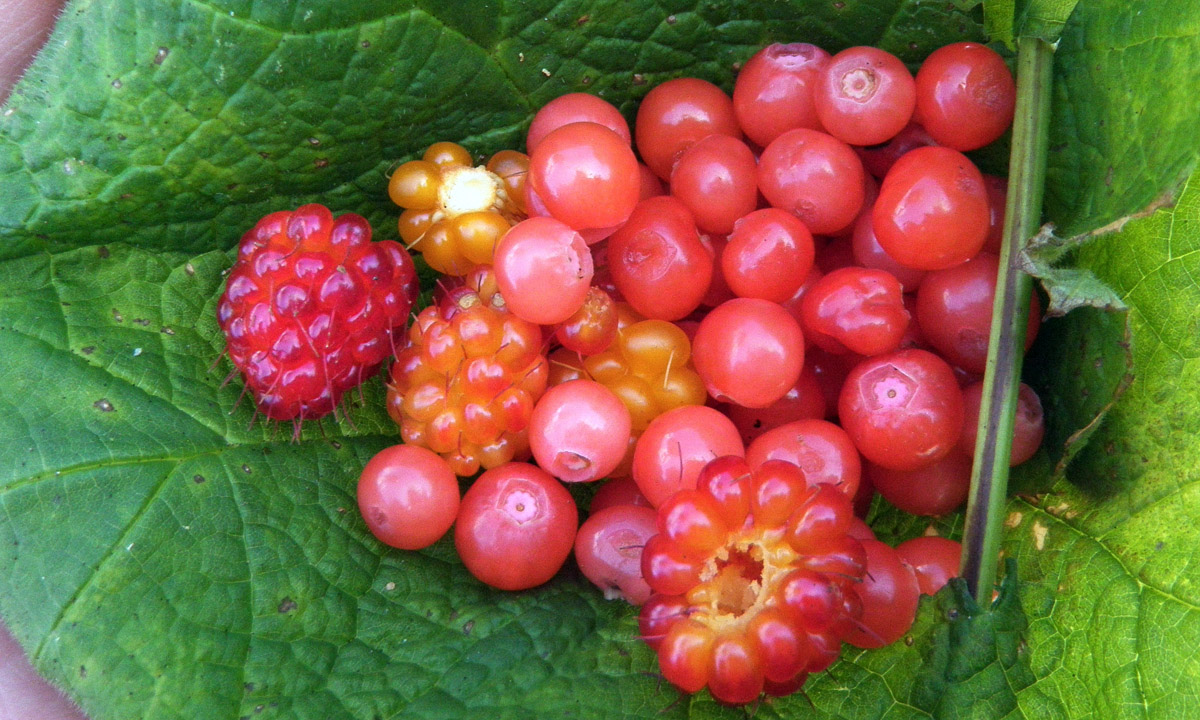 Assorted berries dotting Coastal BC (Salmon berries, huckleberries)