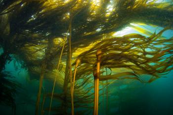 Bull Kelp Forest