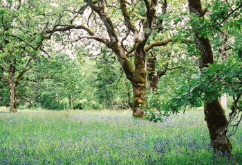 Garry Oak Meadow ()