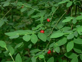 Red Huckleberry shrub with small red berries and green leaves