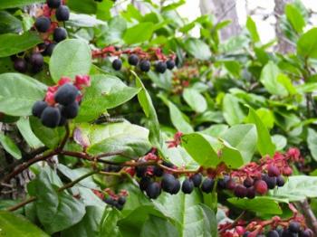 Picture of Salal Berries 