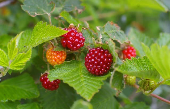 Salmonberry (E-Flora BC, 2016)