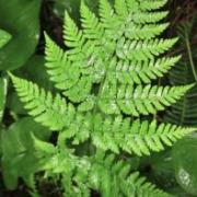 Picture of bracken fern