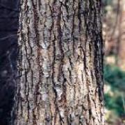 Grand fir bark