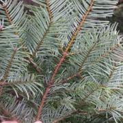 Underside of grand fir needles