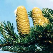 Grand fir cones