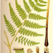 Picture of bracken fern identification 