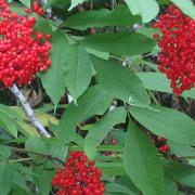 Red Elderberry plant showing clusters of red berries and green leaves