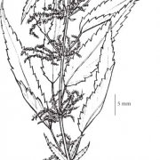 Stinging Nettle Botanical Drawing (Douglas, 1999)
