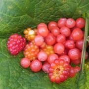 Assorted berries dotting Coastal BC (Salmon berries, huckleberries)