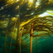 Bull Kelp Forest