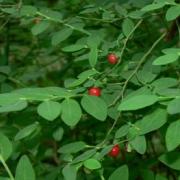 Red Huckleberry shrub with small red berries and green leaves