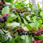Picture of Salal Berries 