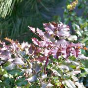 Leaves of Oregon Grape 