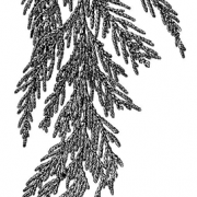 Western Red Cedar Botanical Drawing (for.gov.bc., 2016)